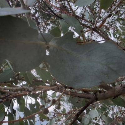 Eucalyptus rubida subsp. rubida (Candlebark) at Rendezvous Creek, ACT - 13 Mar 2024 by brettguy80