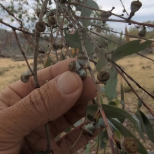 Eucalyptus rubida subsp. rubida at Namadgi National Park - 13 Mar 2024