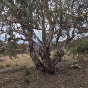 Eucalyptus rubida subsp. rubida at Namadgi National Park - 13 Mar 2024 02:54 PM