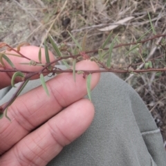 Acacia siculiformis (Dagger Wattle) at Rendezvous Creek, ACT - 13 Mar 2024 by brettguy80
