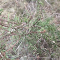 Acacia siculiformis at Namadgi National Park - 13 Mar 2024
