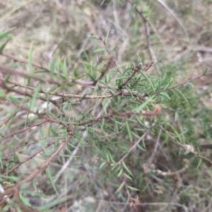 Acacia siculiformis at Namadgi National Park - 13 Mar 2024