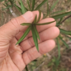 Solanum linearifolium at Namadgi National Park - 13 Mar 2024