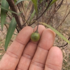 Solanum linearifolium at Namadgi National Park - 13 Mar 2024 02:31 PM