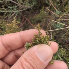 Mirbelia oxylobioides (Mountain Mirbelia) at Rendezvous Creek, ACT - 13 Mar 2024 by brettguy80