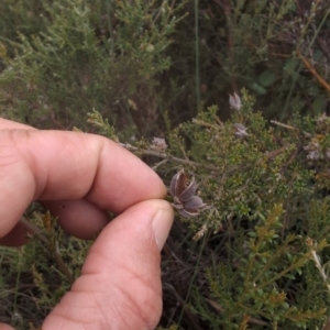 Mirbelia oxylobioides at Namadgi National Park - 13 Mar 2024