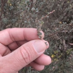 Leptospermum myrtifolium (Myrtle Teatree) at Namadgi National Park - 13 Mar 2024 by Wildlifewarrior80