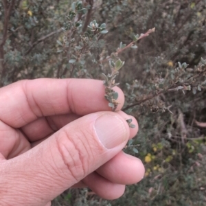 Leptospermum myrtifolium at Namadgi National Park - 13 Mar 2024