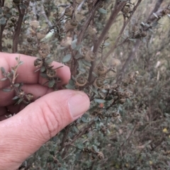 Leptospermum myrtifolium at Namadgi National Park - 13 Mar 2024