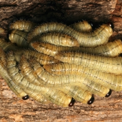 Pergidae sp. (family) (Unidentified Sawfly) at Mount Ainslie - 17 Mar 2024 by jb2602