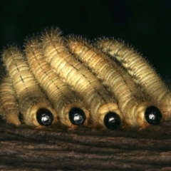 Pergidae sp. (family) at Mount Ainslie - 17 Mar 2024