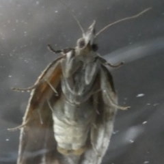 Isotenes miserana (Orange Fruit Borer) at QPRC LGA - 19 Mar 2024 by Paul4K
