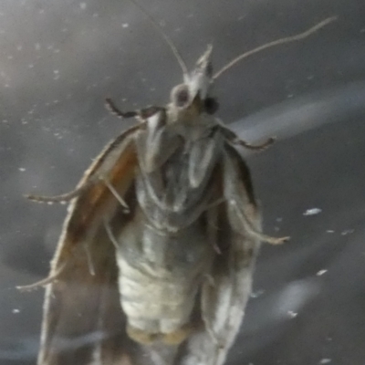 Isotenes miserana (Orange Fruit Borer) at QPRC LGA - 19 Mar 2024 by Paul4K