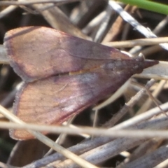 Uresiphita ornithopteralis (Tree Lucerne Moth) at Bicentennial Park - 18 Mar 2024 by Paul4K