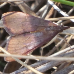 Uresiphita ornithopteralis at QPRC LGA - 19 Mar 2024