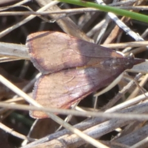 Uresiphita ornithopteralis at QPRC LGA - 19 Mar 2024