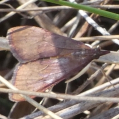 Uresiphita ornithopteralis at QPRC LGA - 19 Mar 2024