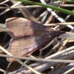 Uresiphita ornithopteralis at QPRC LGA - 19 Mar 2024