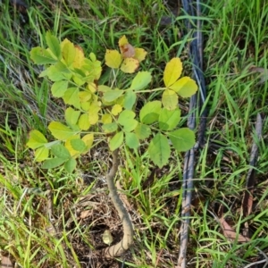 Fraxinus sp. at Isaacs Ridge NR (ICR) - 19 Mar 2024