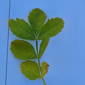 Fraxinus sp. at Isaacs Ridge NR (ICR) - 19 Mar 2024