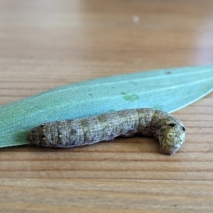 Spodoptera litura at Franklin, ACT - 12 Mar 2024