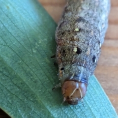 Spodoptera litura at Franklin, ACT - suppressed