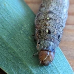 Spodoptera litura at Franklin, ACT - 12 Mar 2024