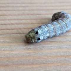 Spodoptera litura at Franklin, ACT - 12 Mar 2024