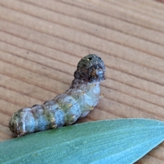 Spodoptera litura at Franklin, ACT - 12 Mar 2024