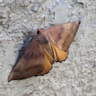 Mnesampela privata (Autumn Gum Moth) at Franklin, ACT - 19 Mar 2024 by chriselidie