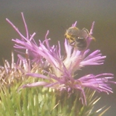 Apiformes (informal group) (Unidentified bee) at Ainslie volcanic grassland - 18 Mar 2024 by MichaelMulvaney