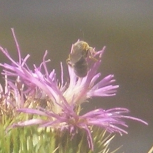 Apiformes (informal group) at Ainslie Volcanics Grassland (AGQ) - 19 Mar 2024