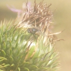 Muscoidea (super family) at Ainslie Volcanics Grassland (AGQ) - 19 Mar 2024