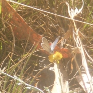 Zizina otis at Ainslie Volcanics Grassland (AGQ) - 19 Mar 2024 10:15 AM