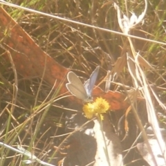 Zizina otis at Ainslie Volcanics Grassland (AGQ) - 19 Mar 2024