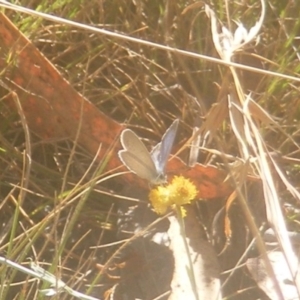 Zizina otis at Ainslie Volcanics Grassland (AGQ) - 19 Mar 2024 10:15 AM