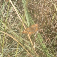 Junonia villida (Meadow Argus) at Ainslie, ACT - 18 Mar 2024 by MichaelMulvaney