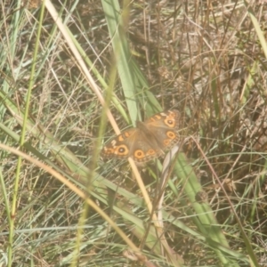 Junonia villida at Ainslie Volcanics Grassland (AGQ) - 19 Mar 2024