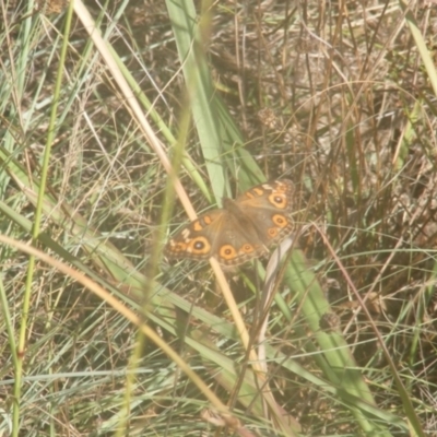 Junonia villida (Meadow Argus) at Ainslie Volcanics Grassland (AGQ) - 18 Mar 2024 by MichaelMulvaney