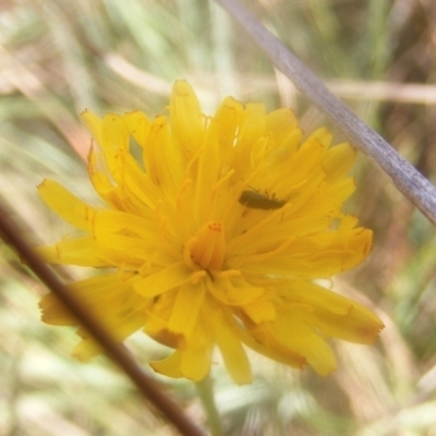 Dasytinae (subfamily) (Soft-winged flower beetle) at Ainslie volcanic grassland - 18 Mar 2024 by MichaelMulvaney