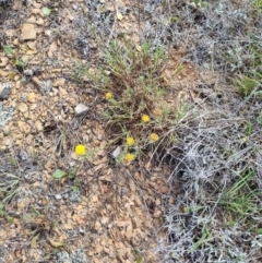 Rutidosis leptorhynchoides (Button Wrinklewort) at Mitchell, ACT - 6 Dec 2023 by EmilySutcliffe