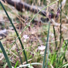 Arthropodium milleflorum (Vanilla Lily) at Tharwa, ACT - 28 Feb 2024 by KorinneM