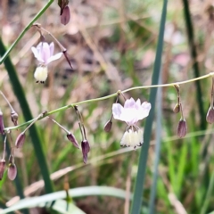 Arthropodium milleflorum at Namadgi National Park - 28 Feb 2024 02:47 PM