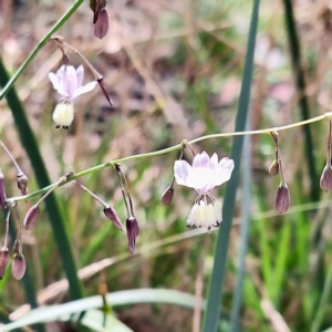 Arthropodium milleflorum at Namadgi National Park - 28 Feb 2024