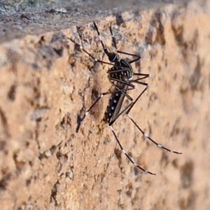 Aedes sp. (genus) at Lyneham, ACT - 19 Mar 2024