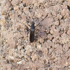 Aedes sp. (genus) at Lyneham, ACT - 19 Mar 2024 12:25 PM