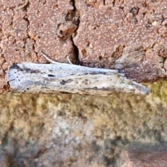 Faveria tritalis (Couchgrass Webworm) at Lyneham, ACT - 19 Mar 2024 by trevorpreston