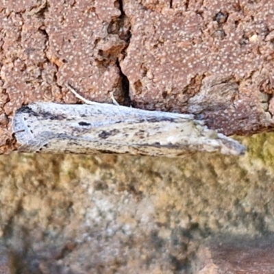 Faveria tritalis (Couchgrass Webworm) at Lyneham, ACT - 19 Mar 2024 by trevorpreston