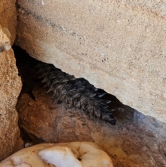 Egernia stokesii at Milparinka, NSW - 19 Mar 2024 11:58 AM