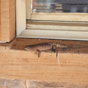 Egernia stokesii at Milparinka, NSW - 19 Mar 2024 11:58 AM